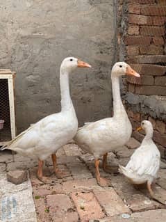 Neck Duck  , Pure white colour,  active and healthy