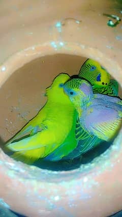 Ahmad@budgies sale