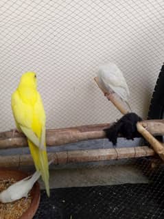 Australian parrot for sale