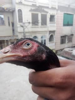 aseel Thai +3 chicks age 2 months