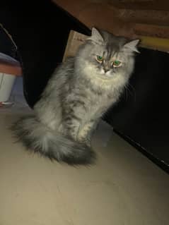 Persian