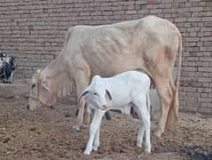 cow  for sale