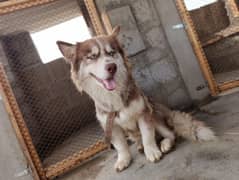 Siberian