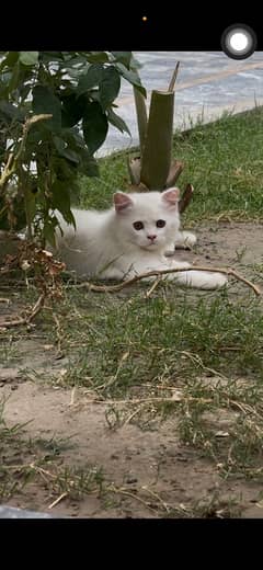 Persian Cats Pair for sale | Properly trained | 3 months