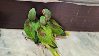 Raw Pahari Chicks Available