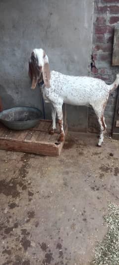 bakri ka bacha / Pure makkhi channi path