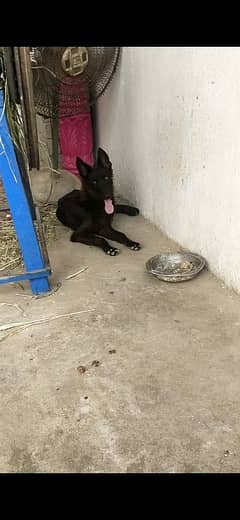 Jarman dog