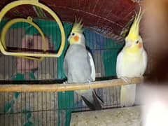 breeadrer pair