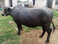 buffalo/jhoti