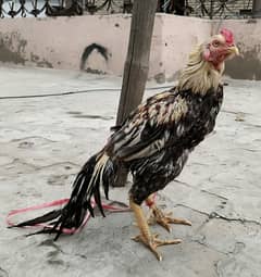 Jawa Aseel Murgh