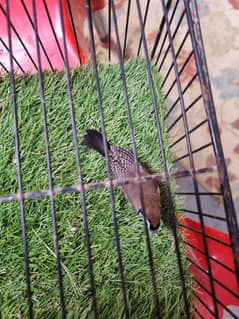 OWL FINCH