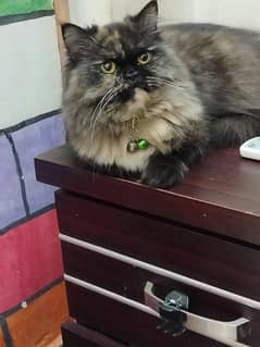 Peke Female Fully coated healthy active Cat Anadiya