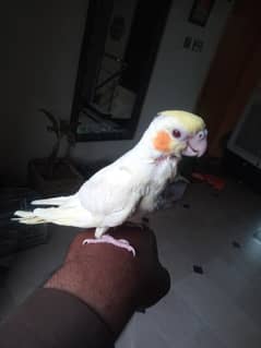 Handtamed Common white cocktail Parrot
