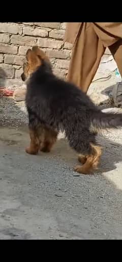 German