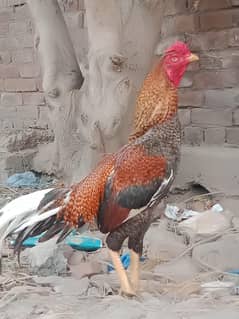 Aseel sher
