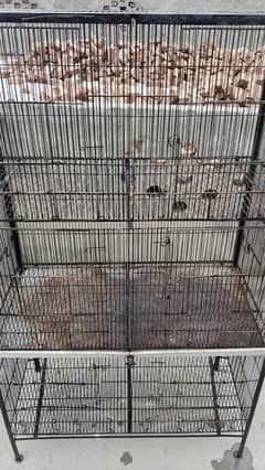 Birds