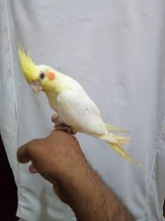 Cockatiel hand tame/ Cockatiel hand raised for sale/ Cocktail for sale