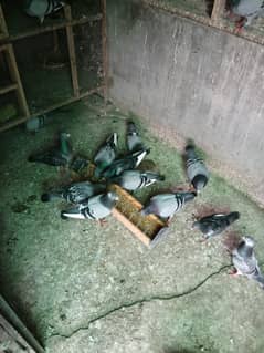Pegions