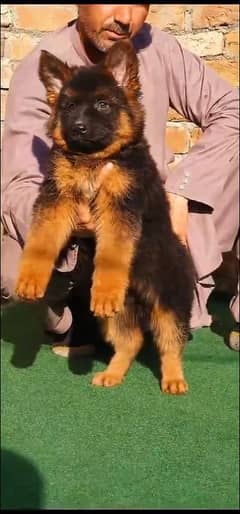 German