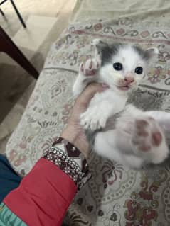 Double coated Persian Kitten 1 months old hazel blue eyes