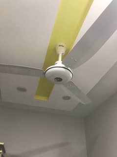 Royal ceiling fans for sale