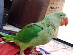 Raw parrot For sale urgent