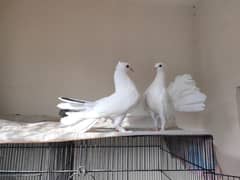 for sale pair fancy laka