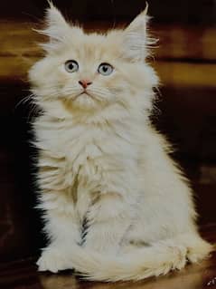 Persian kitten