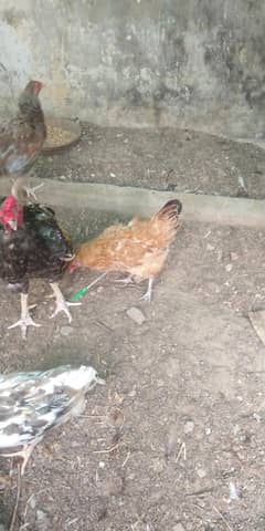 aseel chicks and golden misri 0311.8441884