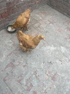Golden buff 2female