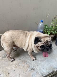 pug breeder female
