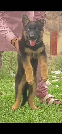 German