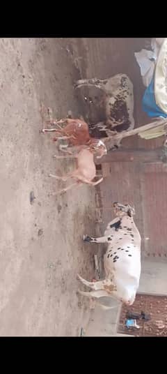 Animals