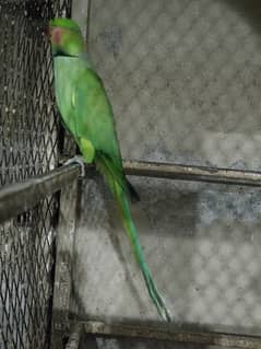 parrots for sales