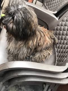 Dog sale