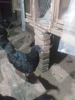 ayam cemani brider age 5 month to 1 year