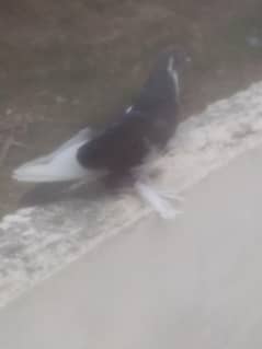 gobara pigeon