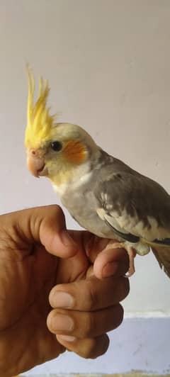 cocktail Hand Tame