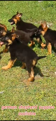 German shepherd  puppies available 03079535892 WhatsApp