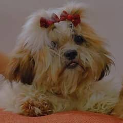 Shihtzu female