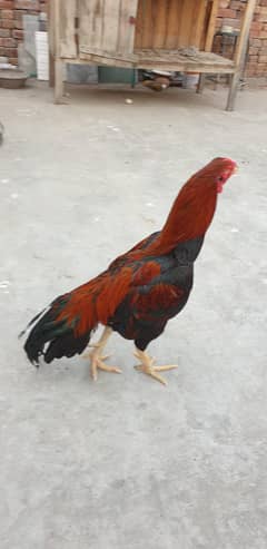 Mianwali Aseel