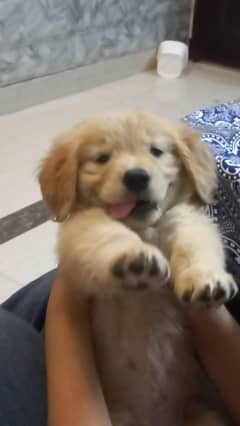 Golden Retriever High Quality Puppies available