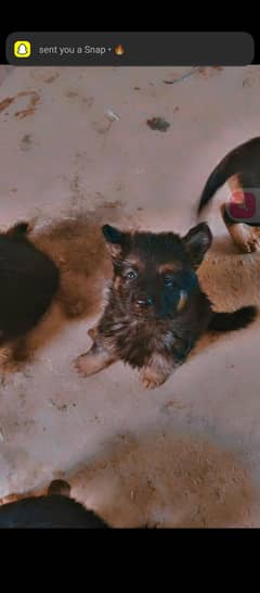 German shepherd piar none pedigree  for sale