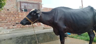 buffalo female for sale
