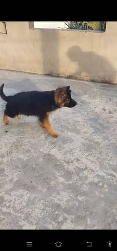 German