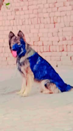 German shepherd for Sale