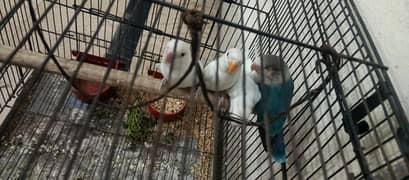 2 pairs lovebirds urgent sell