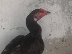 aseel pathe and pair for sale
