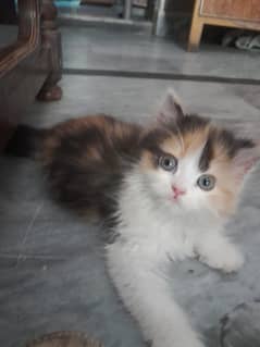 Persian