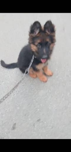 German shepherd  puppies available 03079535892 WhatsApp
